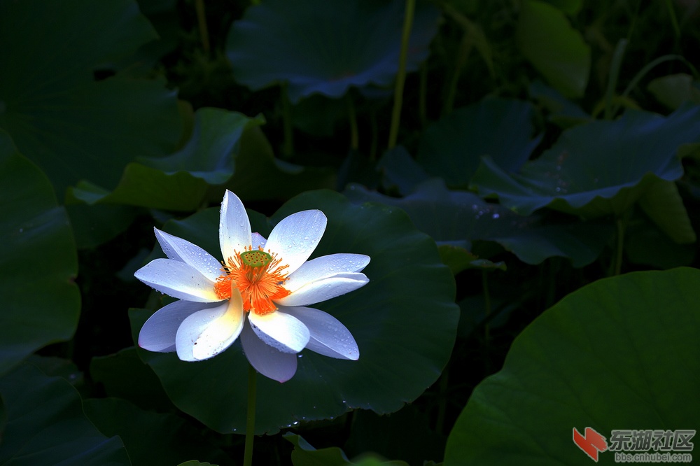 IMG_2077.jpg副.jpg发.jpg1.jpg