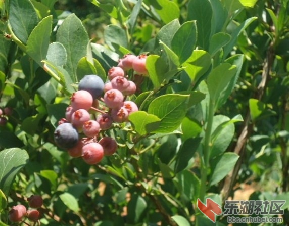 蓝莓.jpg