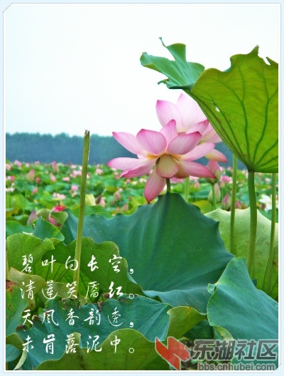 荷小幅.jpg