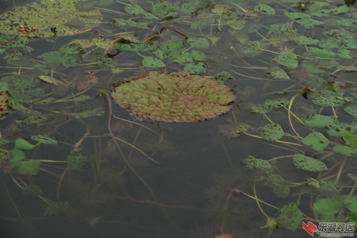 IMG_8656_调整大小.JPG