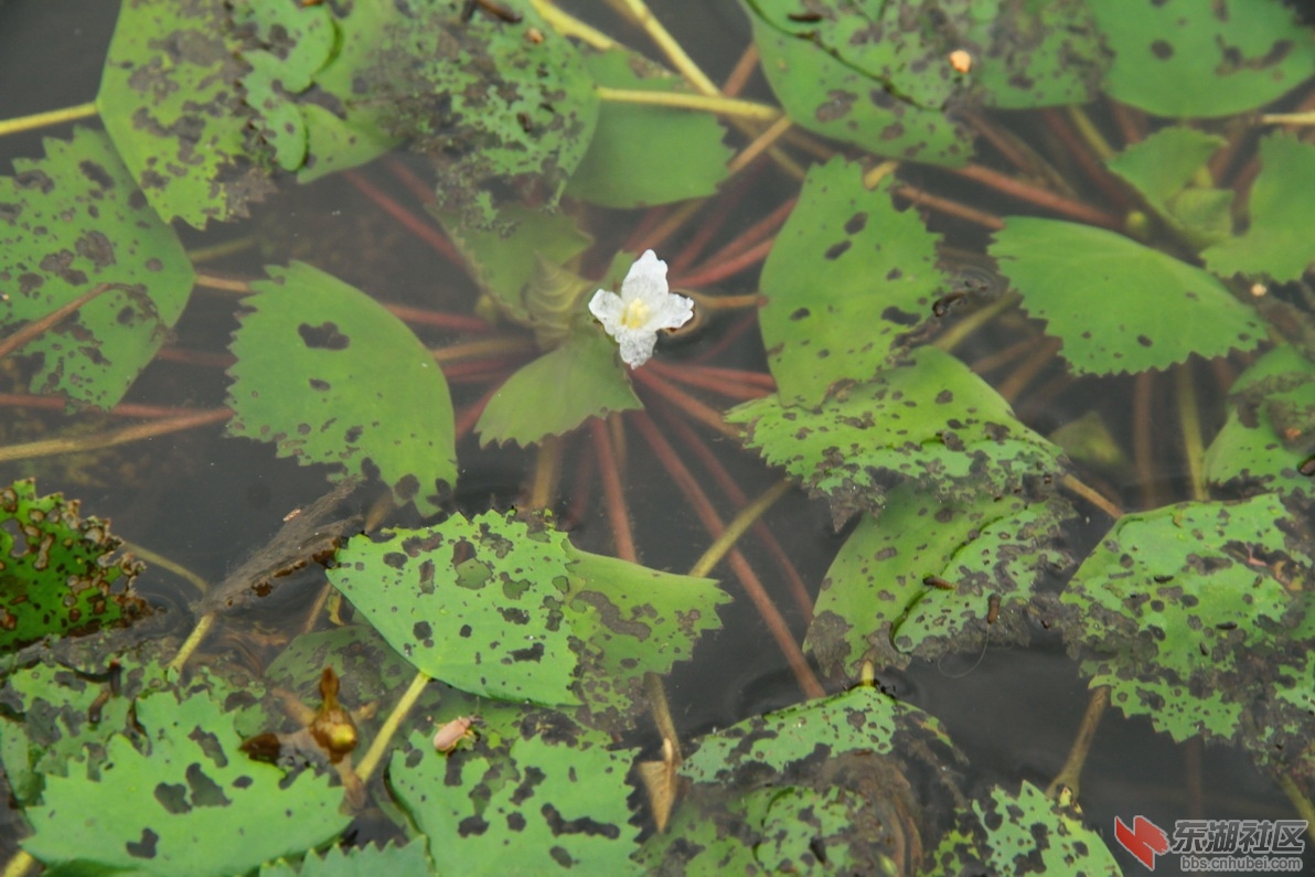 IMG_8662_调整大小.JPG