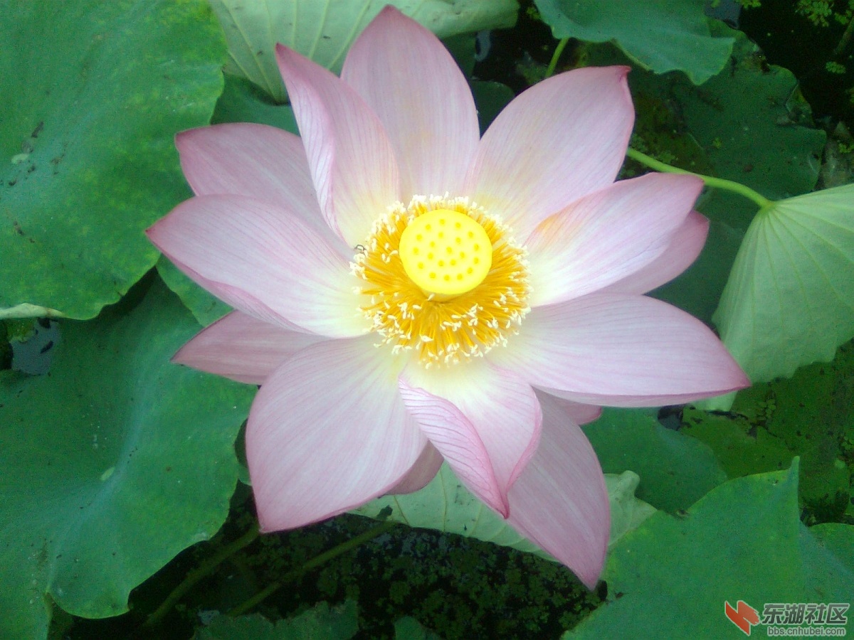 岛上莲花