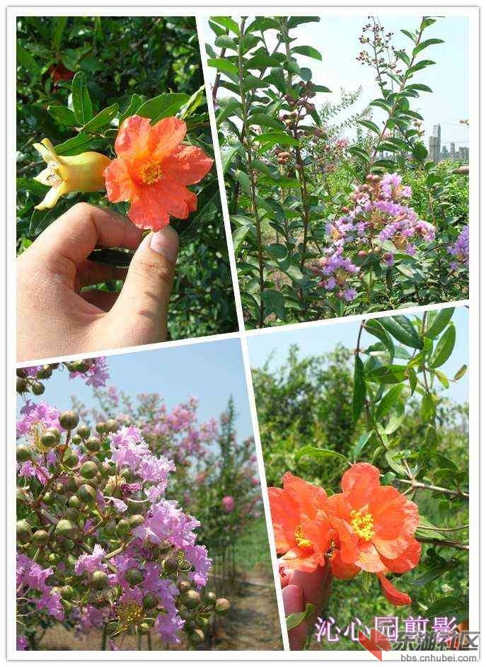 沁心园花.jpg