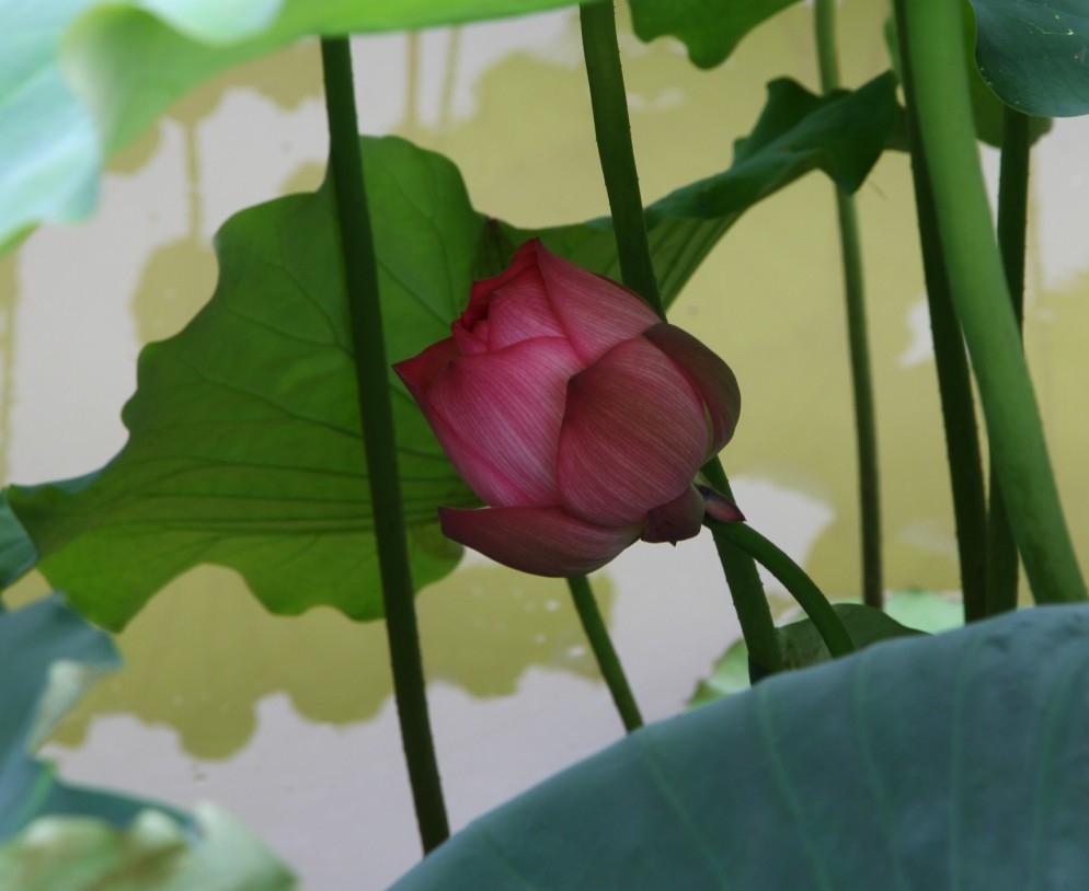 荷花110.jpg