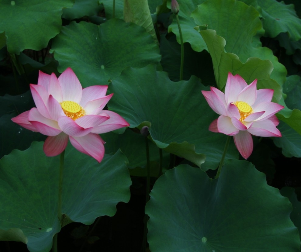 QQ图片20130720014439.jpg