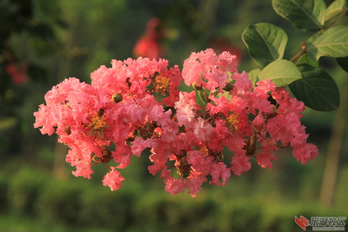 IMG_1861_调整大小.JPG