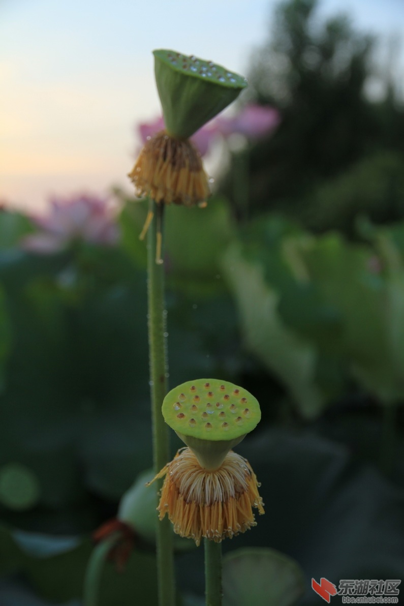 IMG_1868_调整大小.JPG