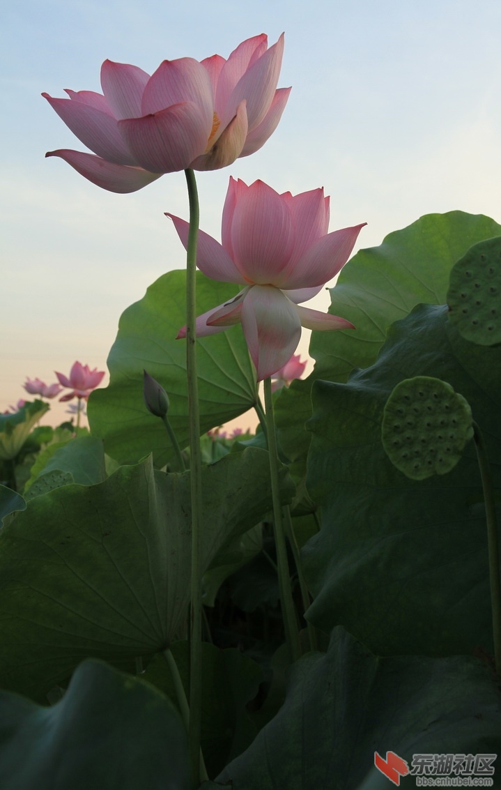 IMG_1896_调整大小.JPG