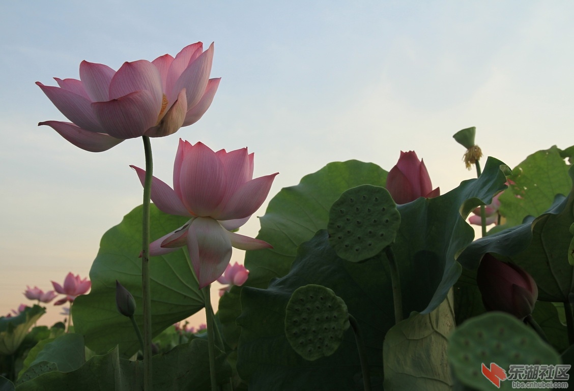 IMG_1897_调整大小.JPG