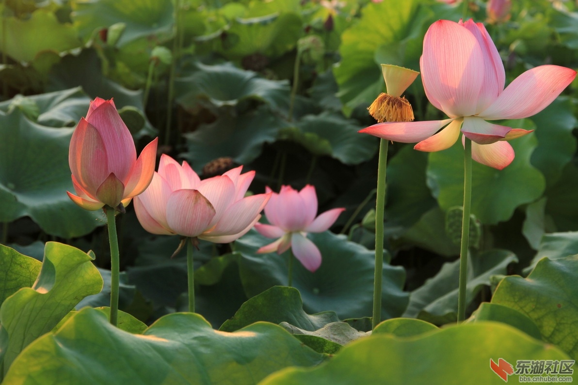 IMG_1916_调整大小.JPG