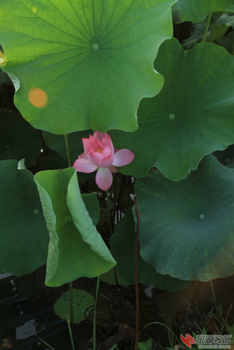 IMG_1924_调整大小.JPG