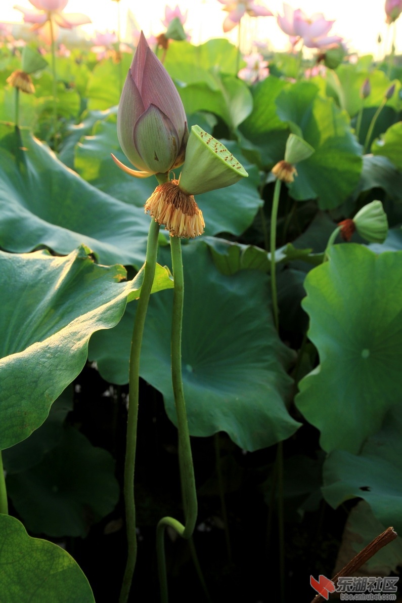 IMG_1935_调整大小.JPG