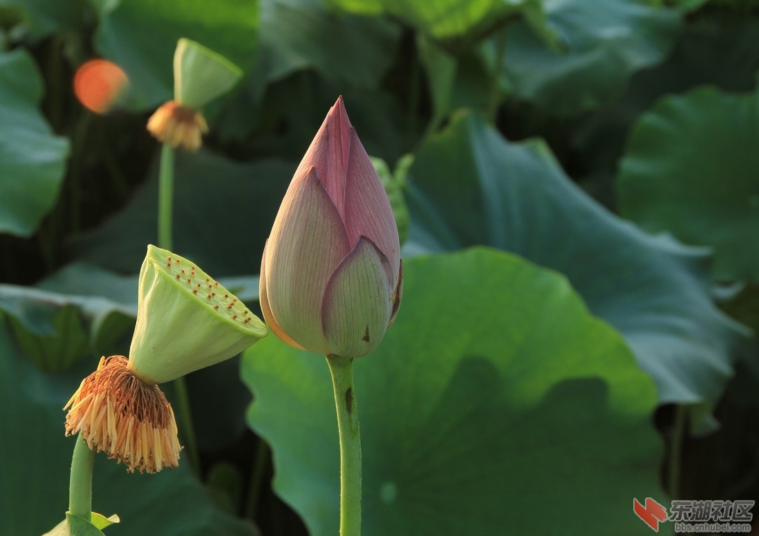 IMG_1962_调整大小.JPG