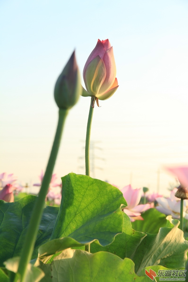 IMG_1968_调整大小.JPG