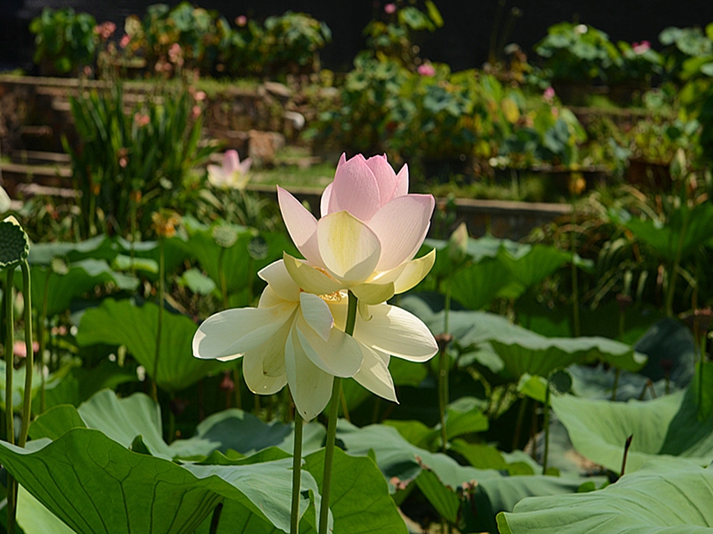 DSC_6194_副本.jpg