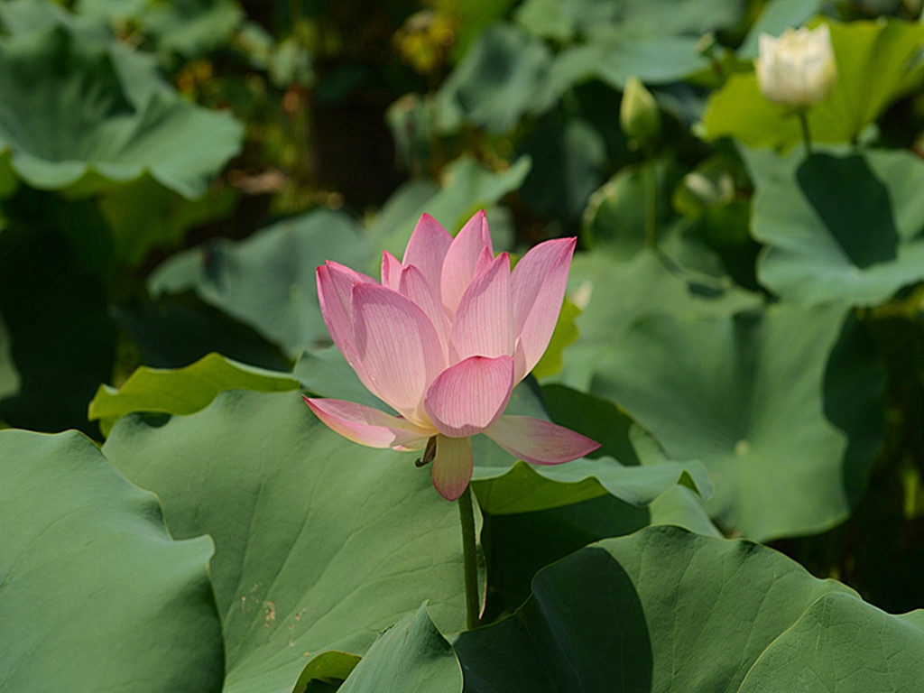 DSC_6201_副本.jpg