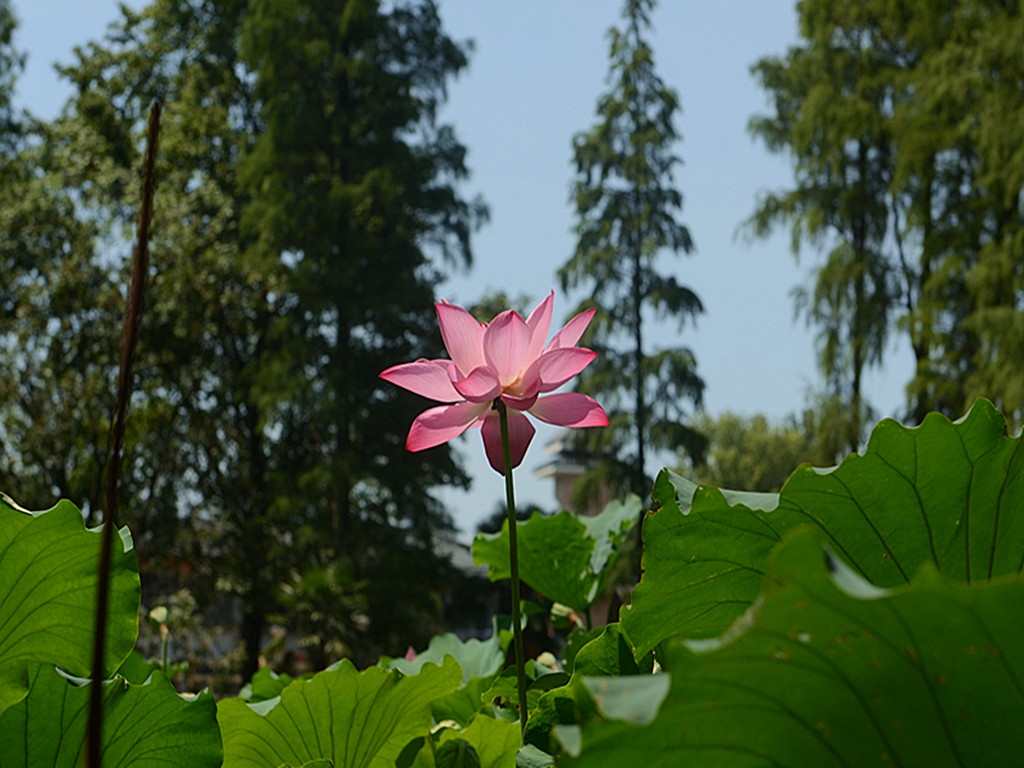 DSC_6214_副本.jpg