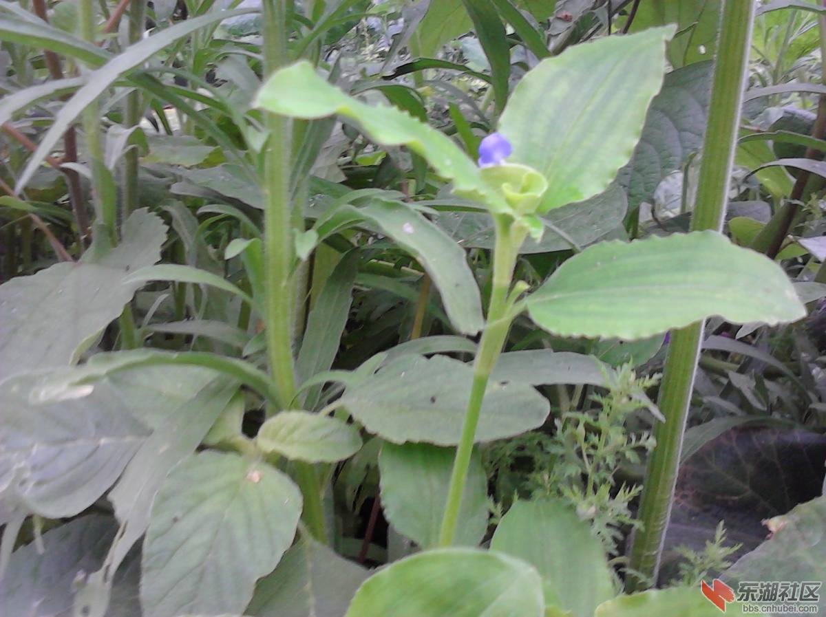IMG_20130804_105602.jpg