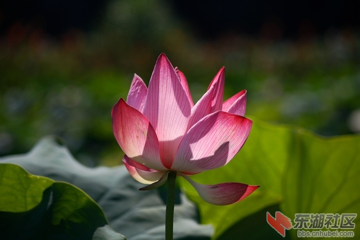 _MG_1951_副本-5-5.jpg