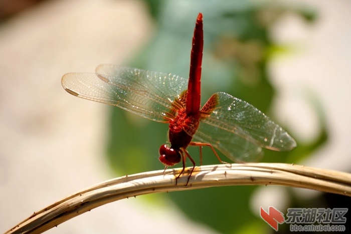 _MG_2061_副本-5-5.jpg