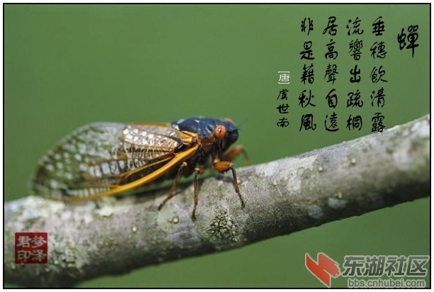 蝉.jpg