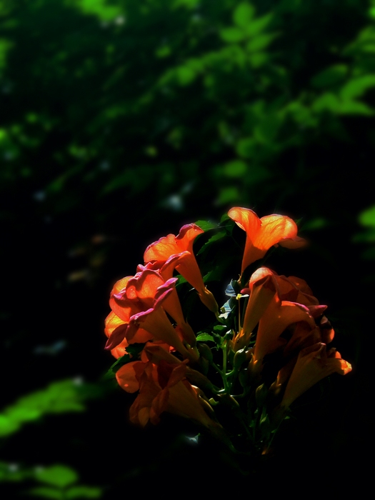 DSC05846.JPG
