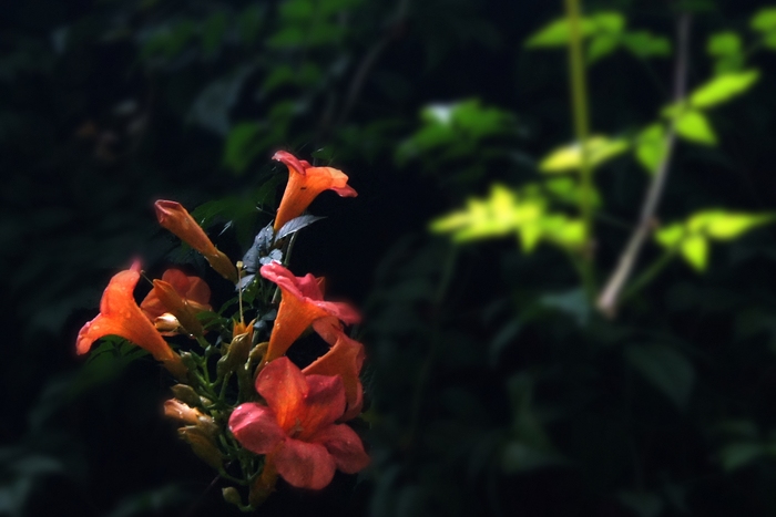 DSC05747.JPG