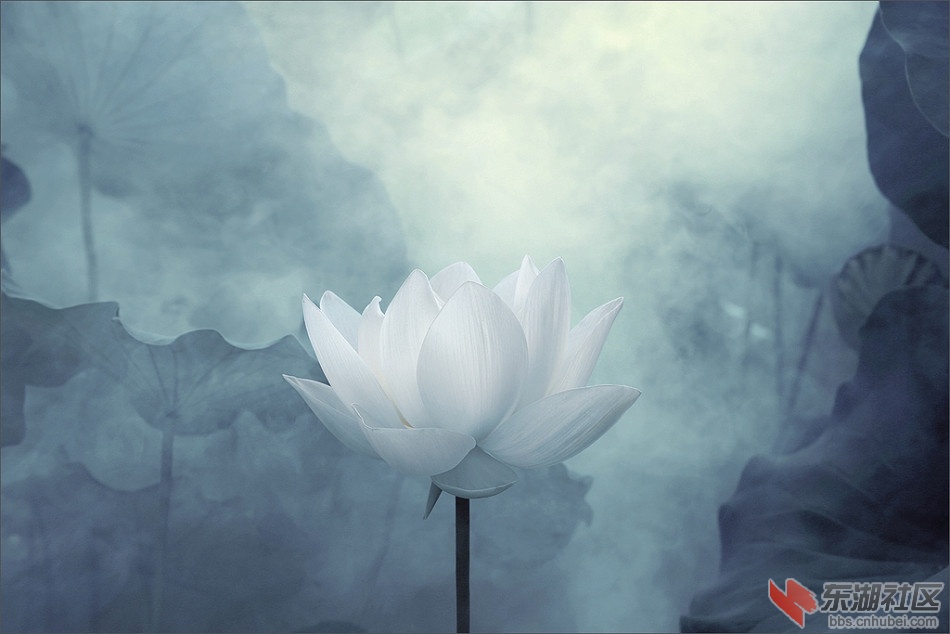 烟荷花8.jpg