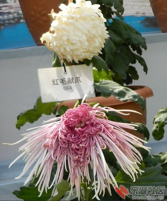 J15..jpg