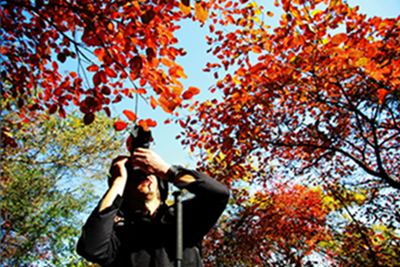4.青林红叶1.png