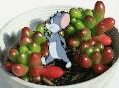 老鼠0.gif
