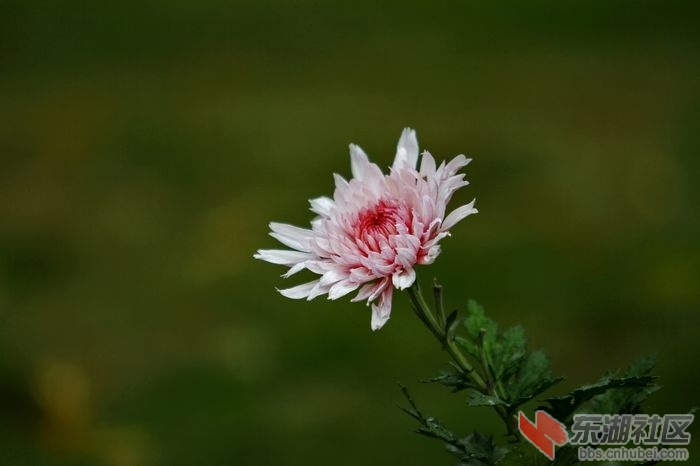 nEO_IMG__MG_5995.jpg