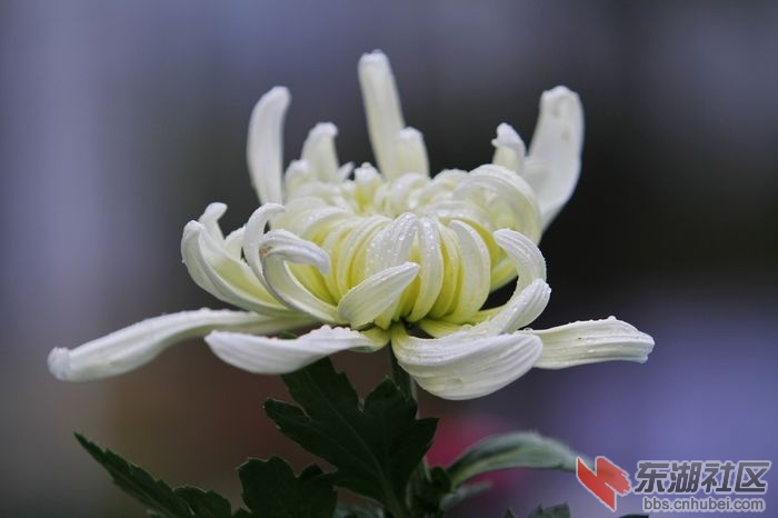 nEO_IMG__MG_5989.jpg