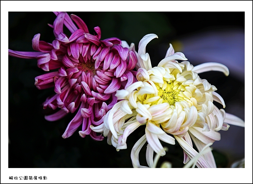 IMG_2867_conew2.jpg