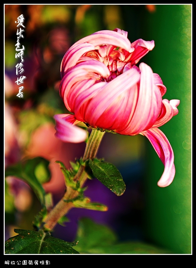 IMG_2870_conew2.jpg