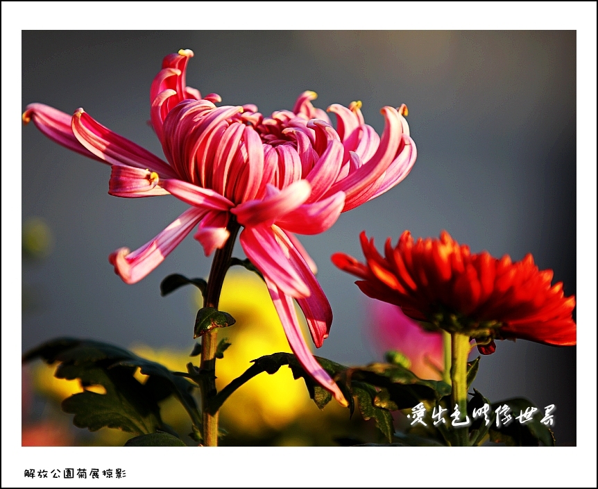 IMG_2878_conew2.jpg