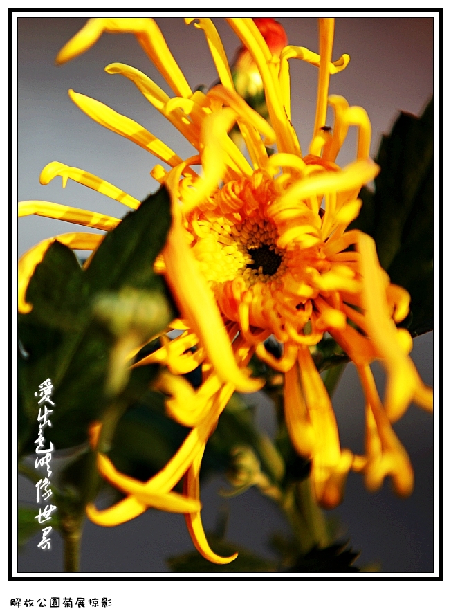 IMG_2883_conew2.jpg