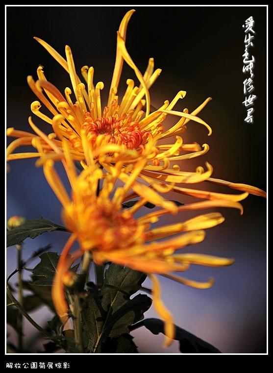 IMG_2891_conew1.jpg