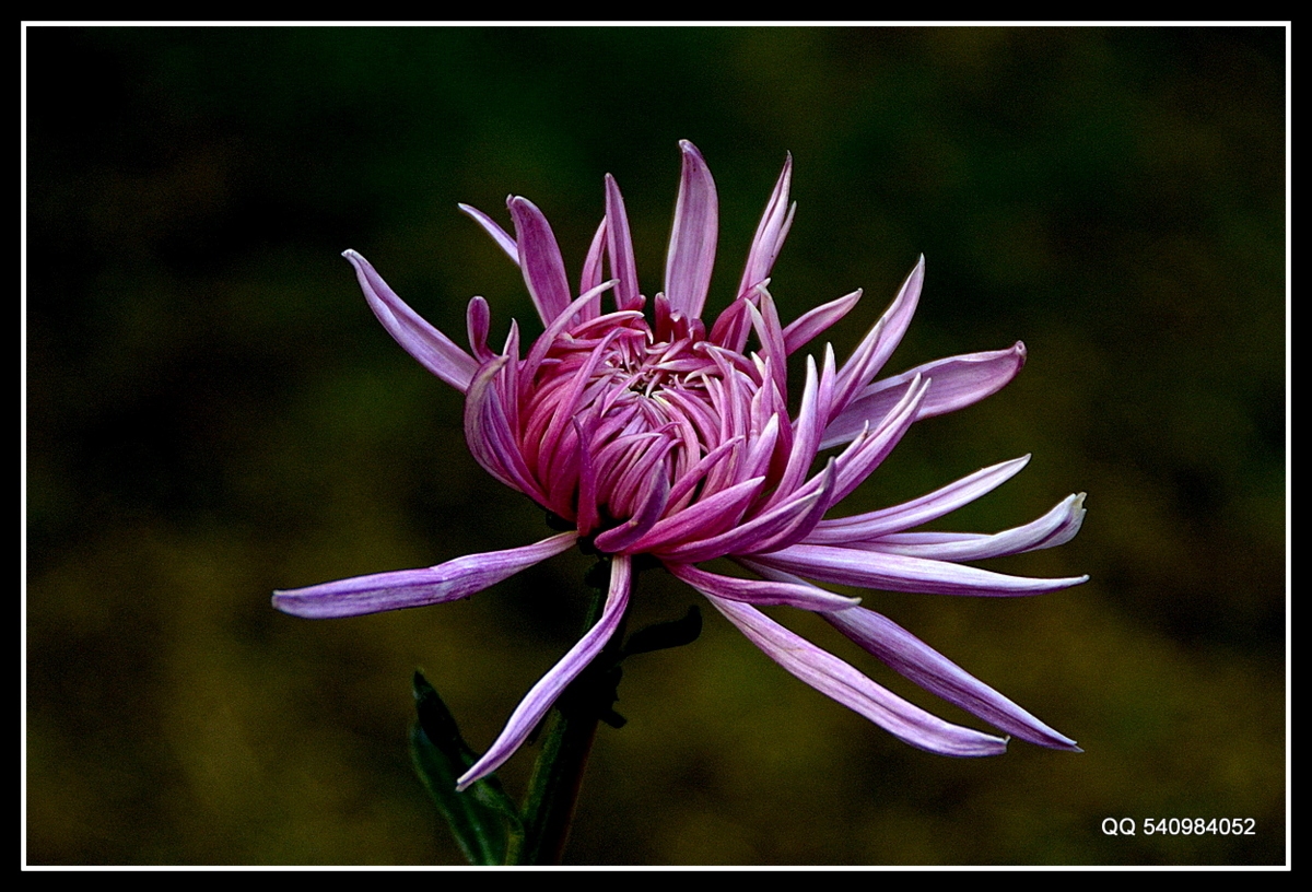DSC_0046.JPG