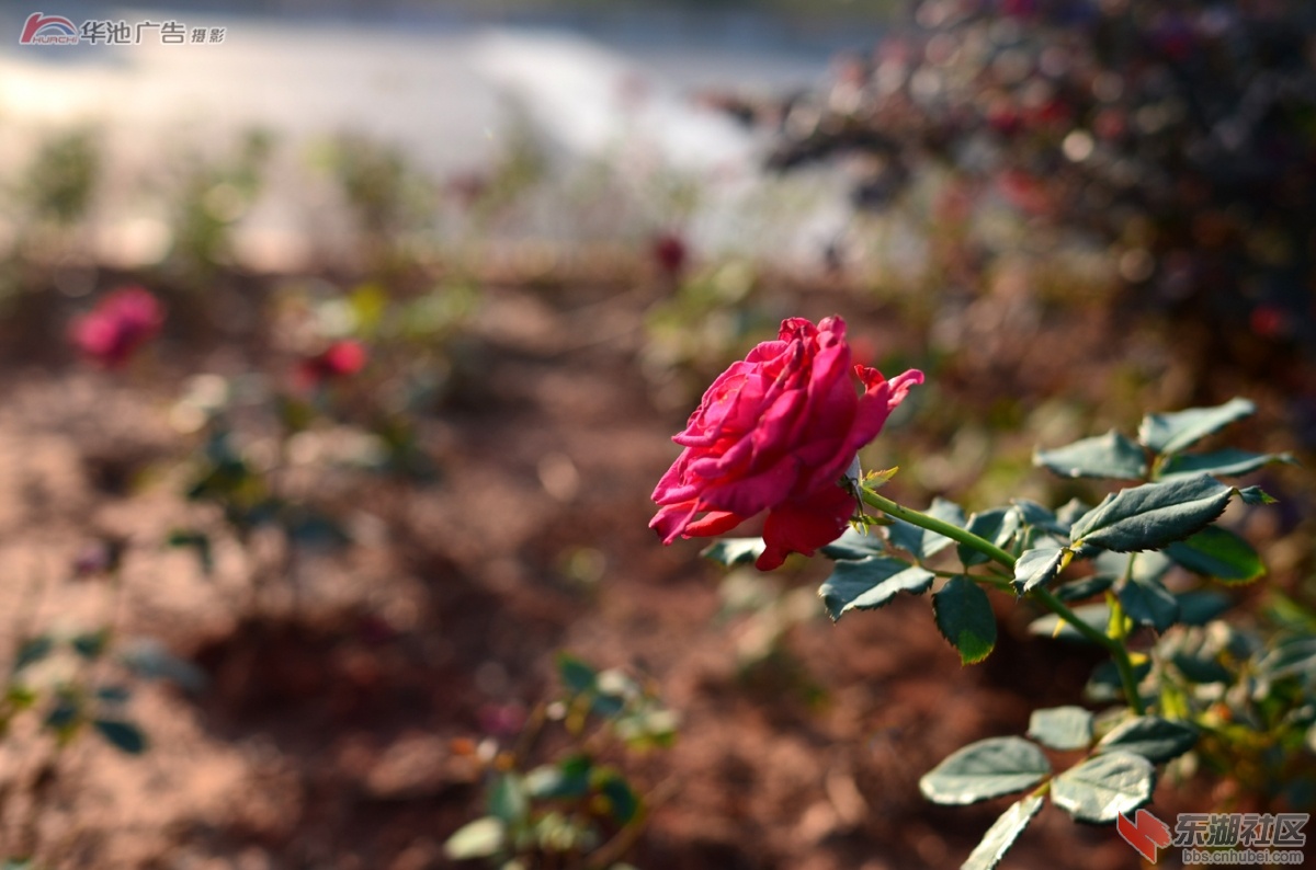 DSC_0049.jpg
