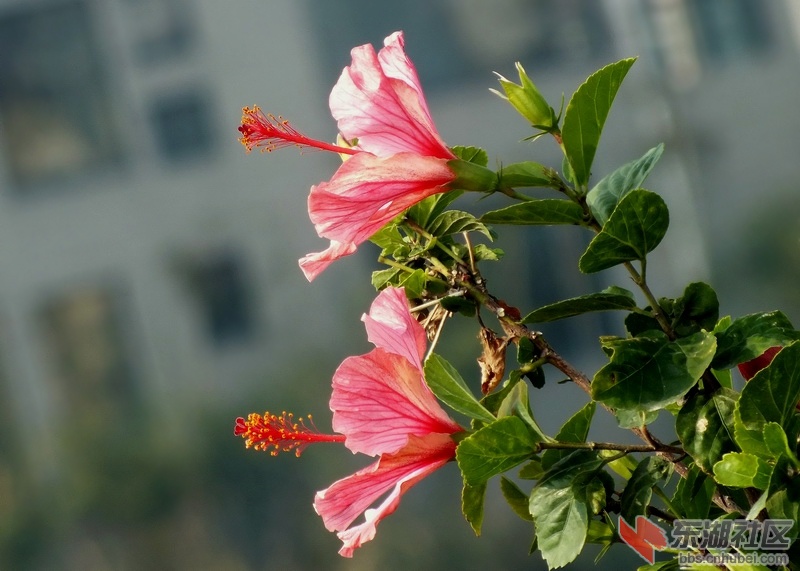 DSCF6066.jpg