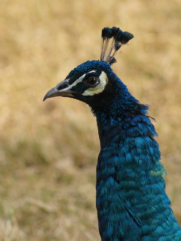 DSC02885_副本.jpg