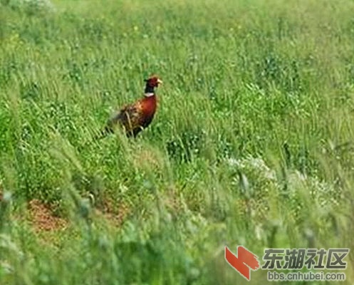 安陆山区野鸡漫山遍野频现3.jpg