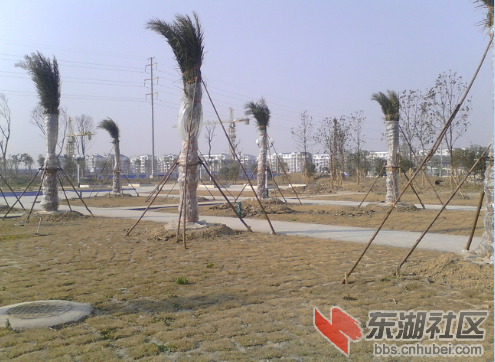 仙桃第一人民医院旁的绿化群.png