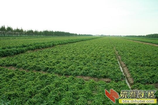 山药种植园.jpg