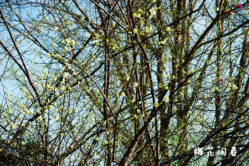 DSC00357_副本800.jpg
