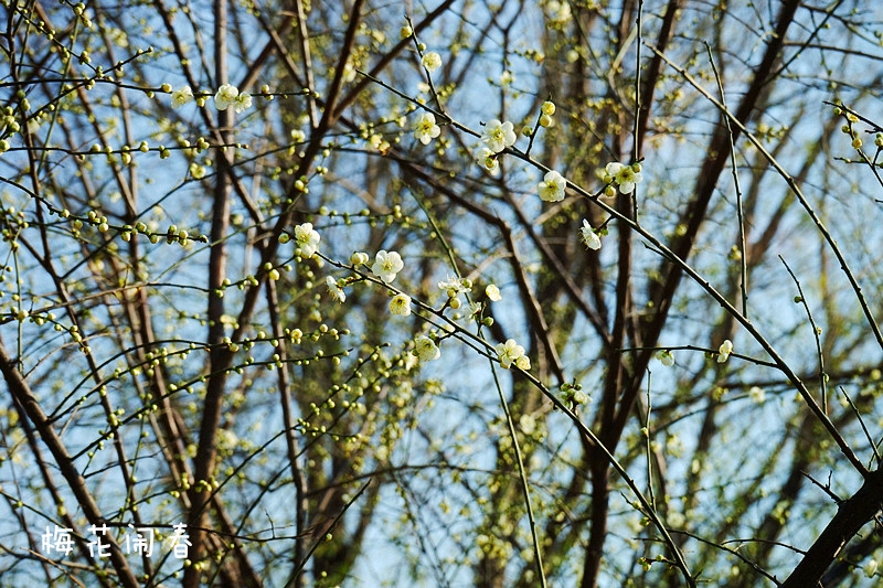 DSC00358_副本800.jpg