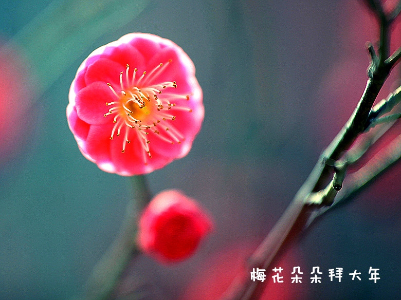 IMG_1474_副本800.jpg