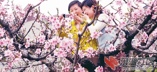桃花.jpg