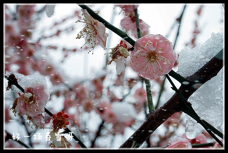 DSC00780_副本800.jpg